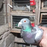 مگسی فری ماده تضمین|پرنده|نگین شهر, |دیوار