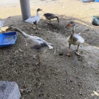 غاز