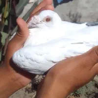 کبوتر جفتکاهی|پرنده|گالیکش, |دیوار