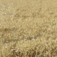 گندم باسیلوا