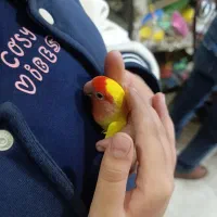 کوتوله برزیلی|پرنده|بندر انزلی, تهران|دیوار