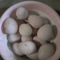 تخم بوقلمون تازه نطفه دار