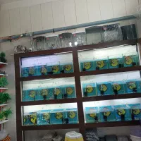 نصب و خدمات آکواریم|ماهی|تهران, امیرآباد|دیوار