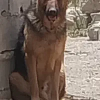 سگ ژرمن
