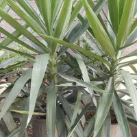 گل یوکای بزرگ