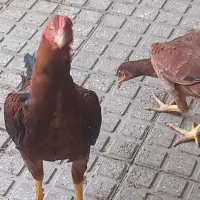 لاری
