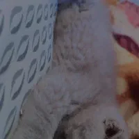 واگذاری فرو یک عدد گربع همراه وسایل|گربه|مشهد, استاد یوسفی (شهرک غرب)|دیوار