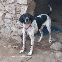 سگ شکاری|سگ|گلی داغ, |دیوار