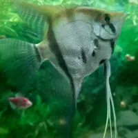 انجل . گیاه  . حلزون