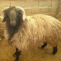 قوچ ملحه،بذری،قوچ درجه یک