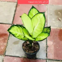 گل بابا آدم|گل و گیاه طبیعی|کرج, نوروزآباد|دیوار