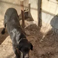 سگ شکاری|سگ|تالش, هشتپر|دیوار