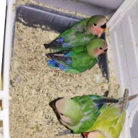 یک جفت طوطی برزیلی با ۴ عدد جوجه + تمامی وسایل|پرنده|سنندج, |دیوار