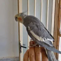 عروس هلندی سخنگو