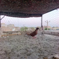 کبوتر رنگی
