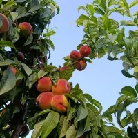 هلو|خوردنی و آشامیدنی|سراب, |دیوار