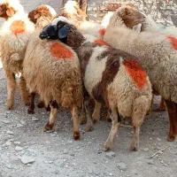 گوسفند آبستن داشتی|حیوانات مزرعه|ملکشاهی, |دیوار