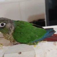 جفت طوطی گرینچیک مولد با تست|پرنده|خوی, |دیوار