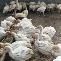 مرغ . جوجه مرغ . اردک  . نیمچه بوقلمون . غاز