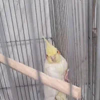 عروس هلندی با جوجه معاوضه با گرینچیک|پرنده|قرچک, باقرآباد|دیوار