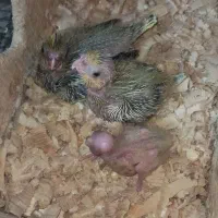 جوجه عروس سرلاکی|پرنده|کوچصفهان, |دیوار