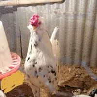 خروس گلین پنگوئنی اصل