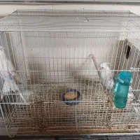 دو جفت عروس هلندی جوان بالغ