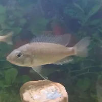 سیچلاید مالاوی و تگزاس