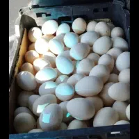 تخم مرغ کردی