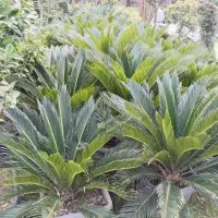 فروش گیاه سیکاس