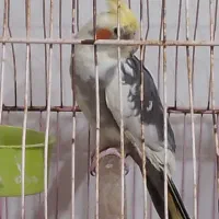 عروس هلندی وجوجه|پرنده|کرج, اکبرآباد|دیوار