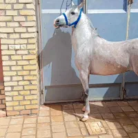 مادیان یکسر عرب|اسب و تجهیزات اسب‌سواری|اصفهان, شهرستان|دیوار