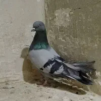 تهرانی کفتر