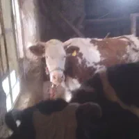 گاو و گوساله سیمیتال