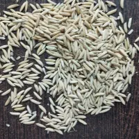 شالی طارم درجه یک