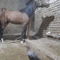 کره مادیان|اسب و تجهیزات اسب‌سواری|ملایر, |دیوار