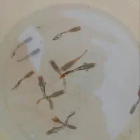 ماهی گوپی تایگر