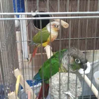 فروش جفت مولد گرینچیک با عروس نر سخنگو لوتینو