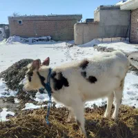 یک عدد گوساله ماده سمینتال