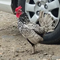 جوجه سیبرایت.مرغ وخروس