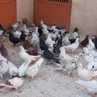 پرنده کفتر خوب|پرنده|تهران, حر|دیوار