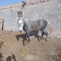 اسب آرام جوان ۳ ساله|اسب و تجهیزات اسب‌سواری|میاندوآب, |دیوار