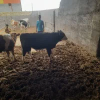 گوساله نر۲۰۰ الیا ۲۲۰ گیلو قیمت ۱۵۰تومان