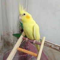 عروس هلندی لوتینو۱۲ماهه بسیار زیبا