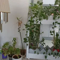 گلخونه ام دی اف|گل و گیاه طبیعی|خرمشهر, |دیوار