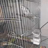 یک جفت عروس هلندی ویک جفت طوطی برزیلی|پرنده|فردوسیه, |دیوار