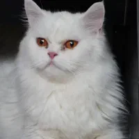 گربه پرشین