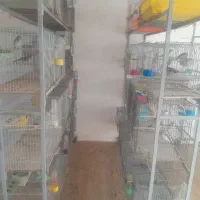 پرنده فروشی هزار اوا لاکچری