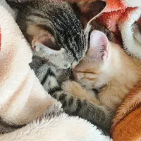 واگذاری دو‌ عدد گربه Dsh باهم به صورت رایگان