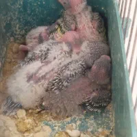 مرغ عشق با ۵عدد جوجه.|پرنده|اهواز, شهرک اکباتان|دیوار